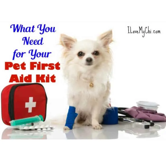 white chihuahua with a first aid kit