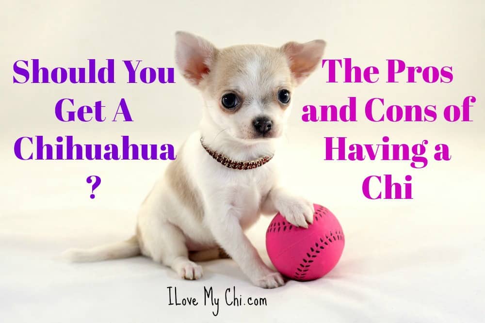 owning a chihuahua