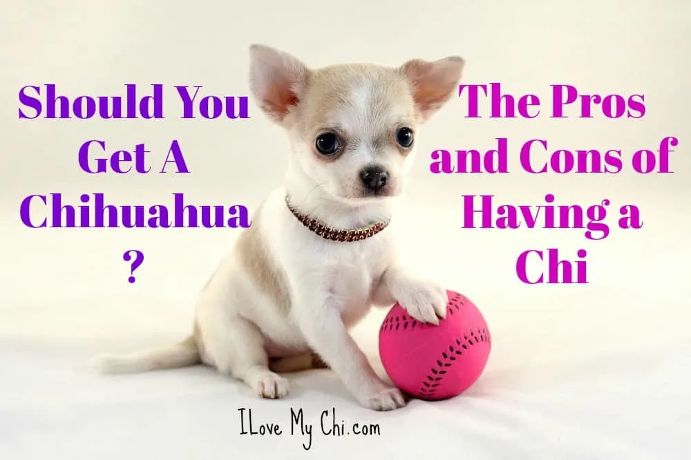 can having a chihuahua? 2