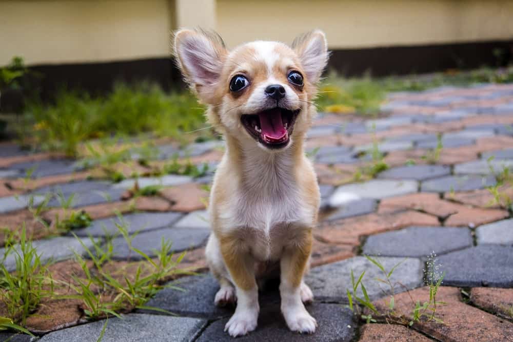 Cute Chihuahua standing on a patio.