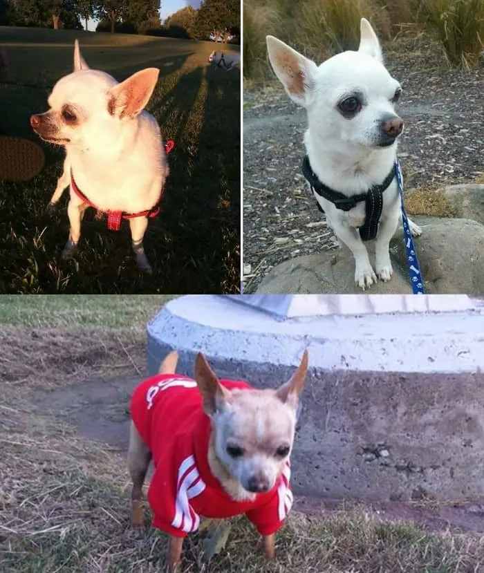 The Chihuahuas of Summer