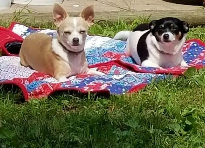 The Chihuahuas of summer