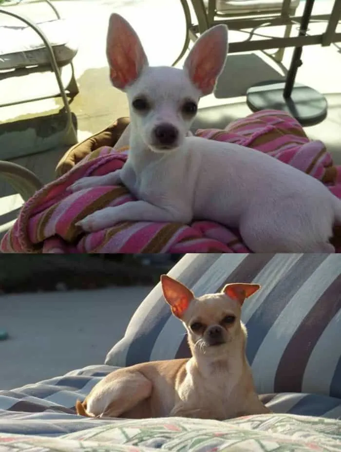 Chihuahuas of summer