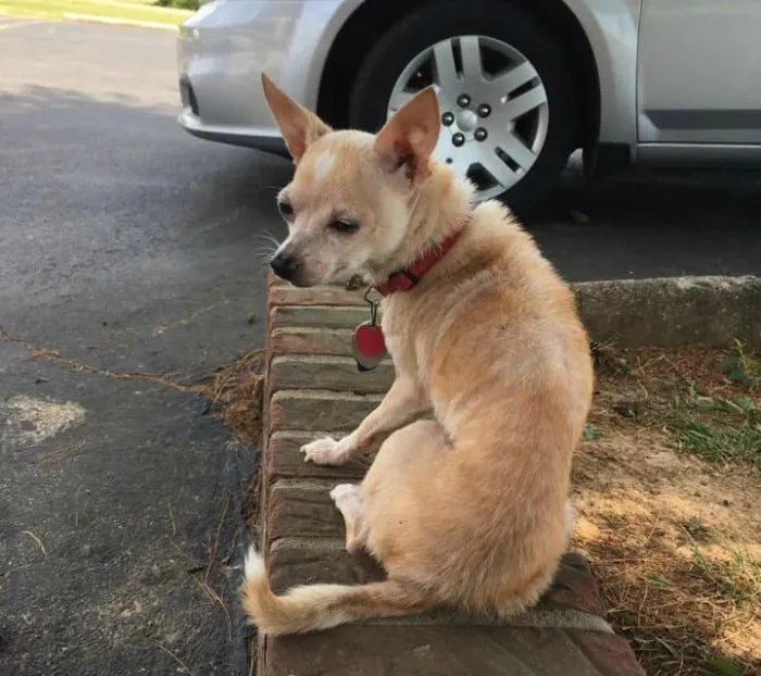 Chihuahuas of Summer