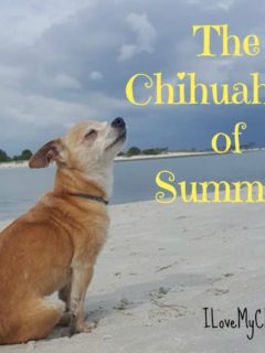 fawn chihuahua on the beach