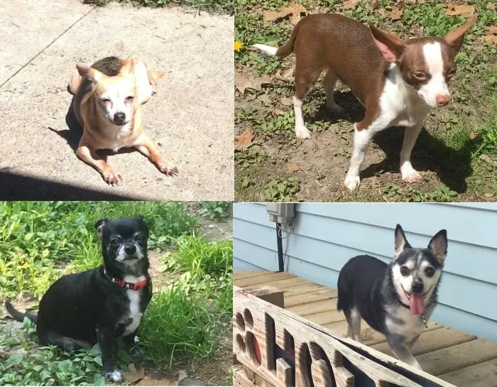 chihuahuas of summer