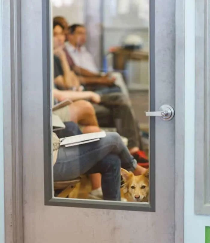 Etsy pet friendly office