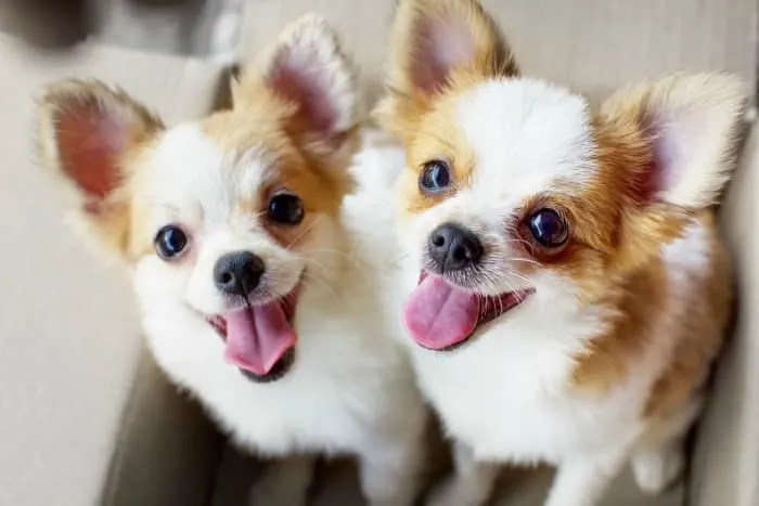 2 adorable chihuahuas