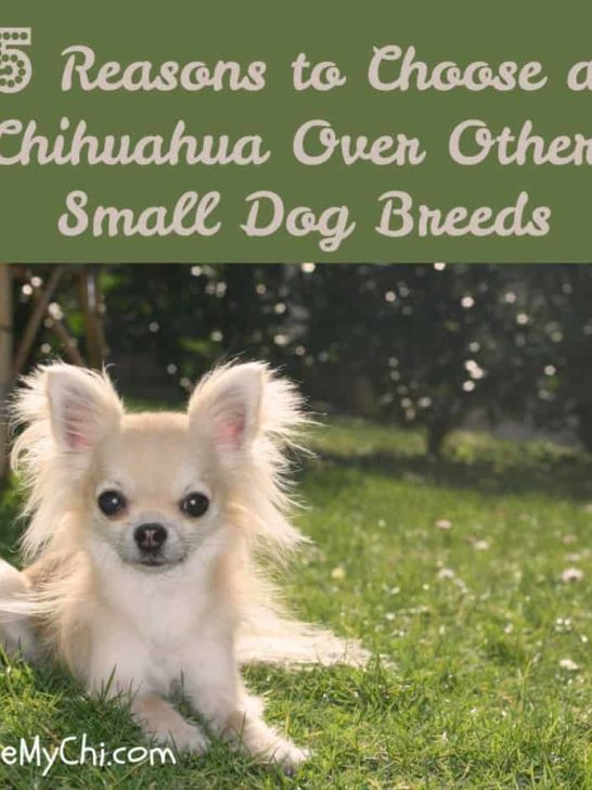 A Pet Groomer's Guide to Cleaning Dog Ears - I Love My Chi