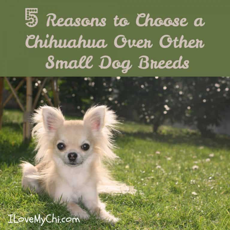 Long hair chihuahua in grass.