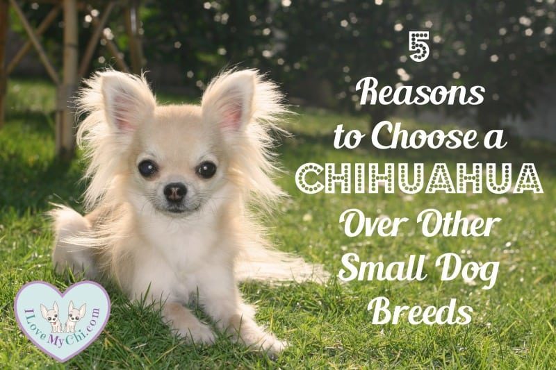 Reasons to Choose a Chihuahua Over Other Small Dog Breeds