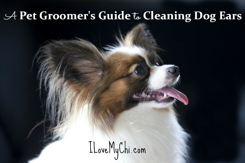 how to clean dog ears