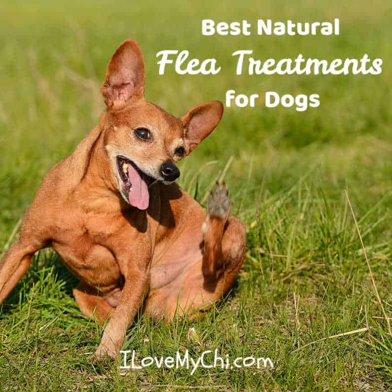 Best Natural Flea Treatments for Dogs | I Love My Chi