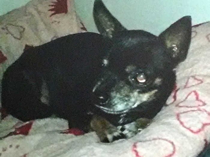 Lulu the Chihuahua