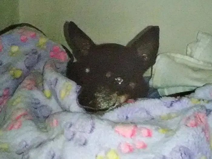 Lulu the Chihuahua