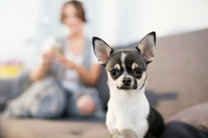 chihuahua guarding mom