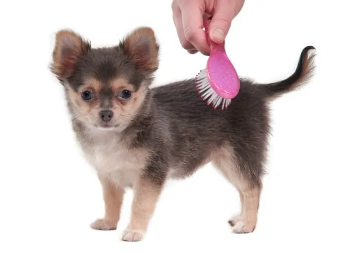 brushing chihuahua puppy