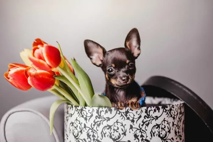 cute chihuahua in hat box