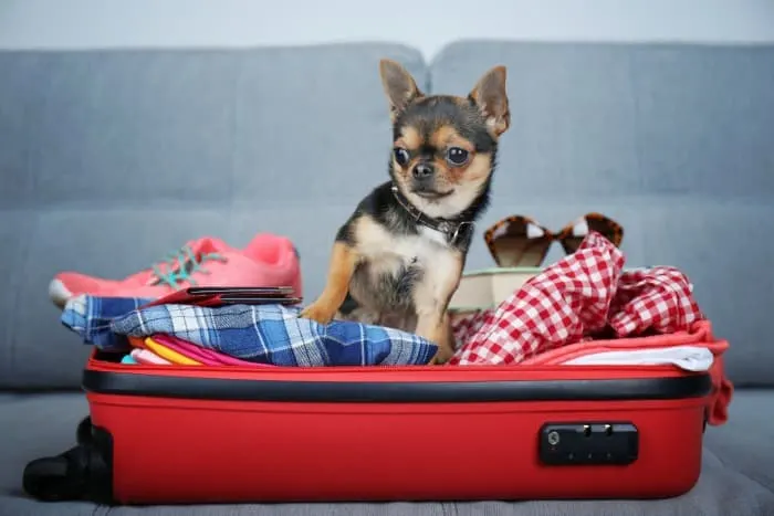 chihuahua in suitcase