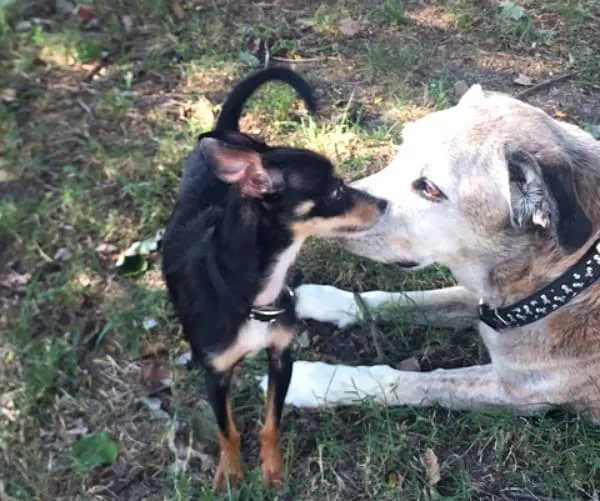 Lucas and Buddy checking eachother out