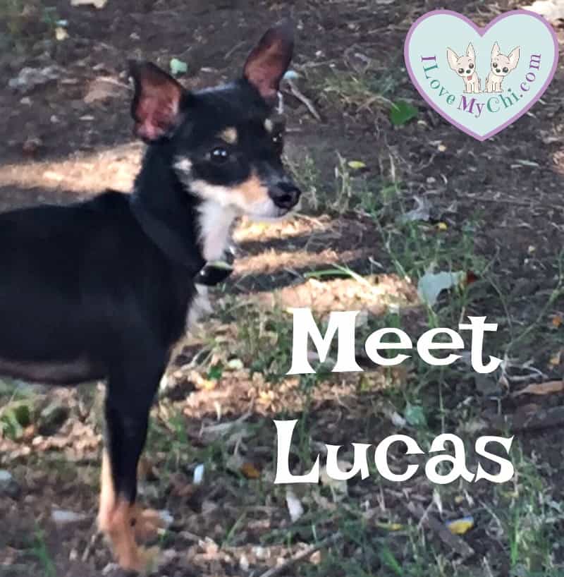 Meet Lucas