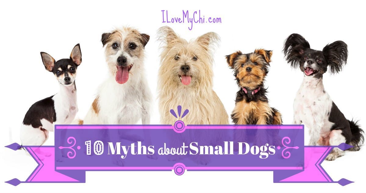 10 Myths about Small Dogs 