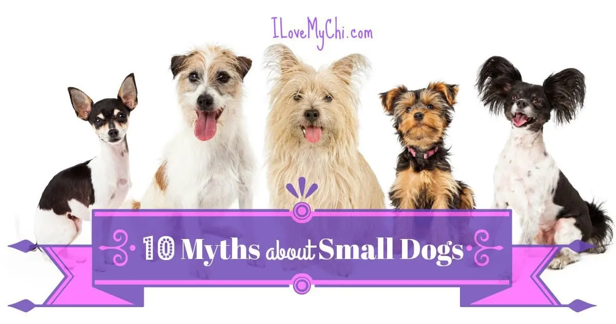 5 small dogs