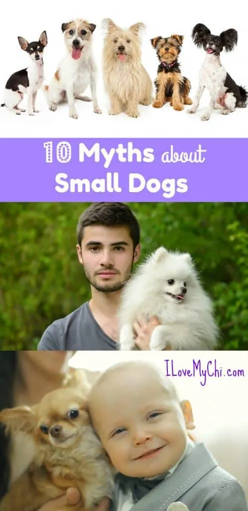 10 Myths about Small Dogs cover page