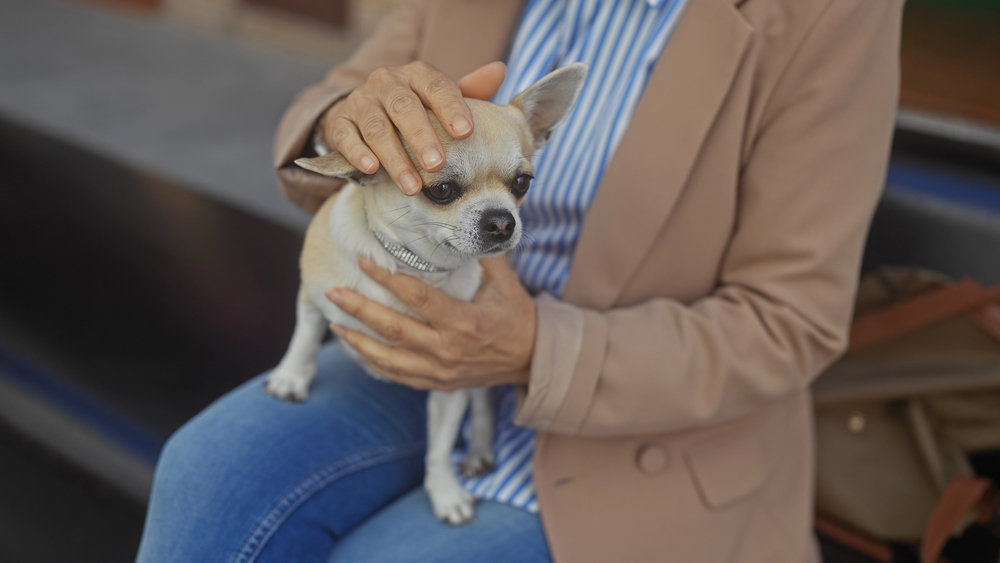 Chihuahua sitting in lap of woman wearing striped shirt and jeans and jacket.