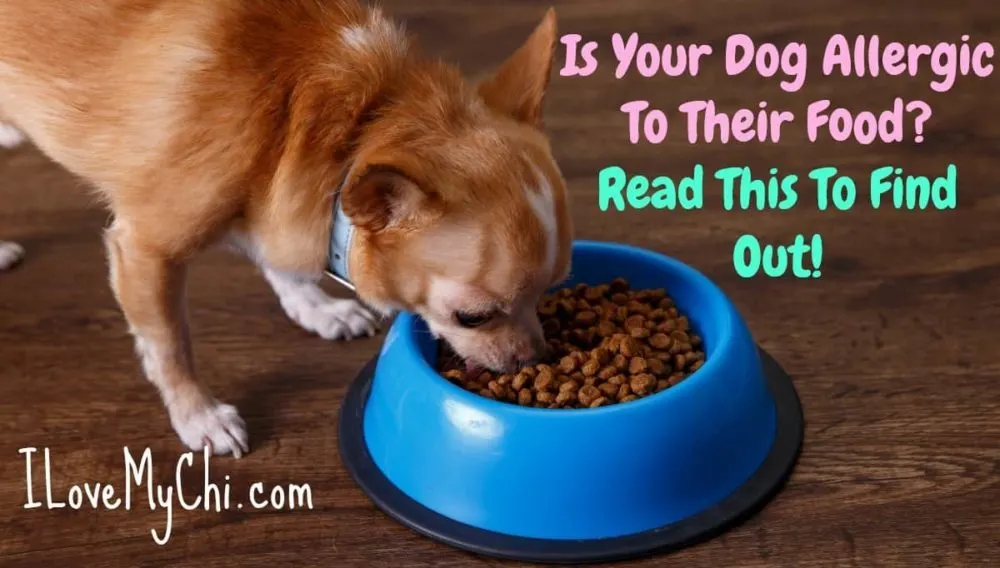 Is Your Dog Allergic To Their Food Here S How To Tell I Love My Chi