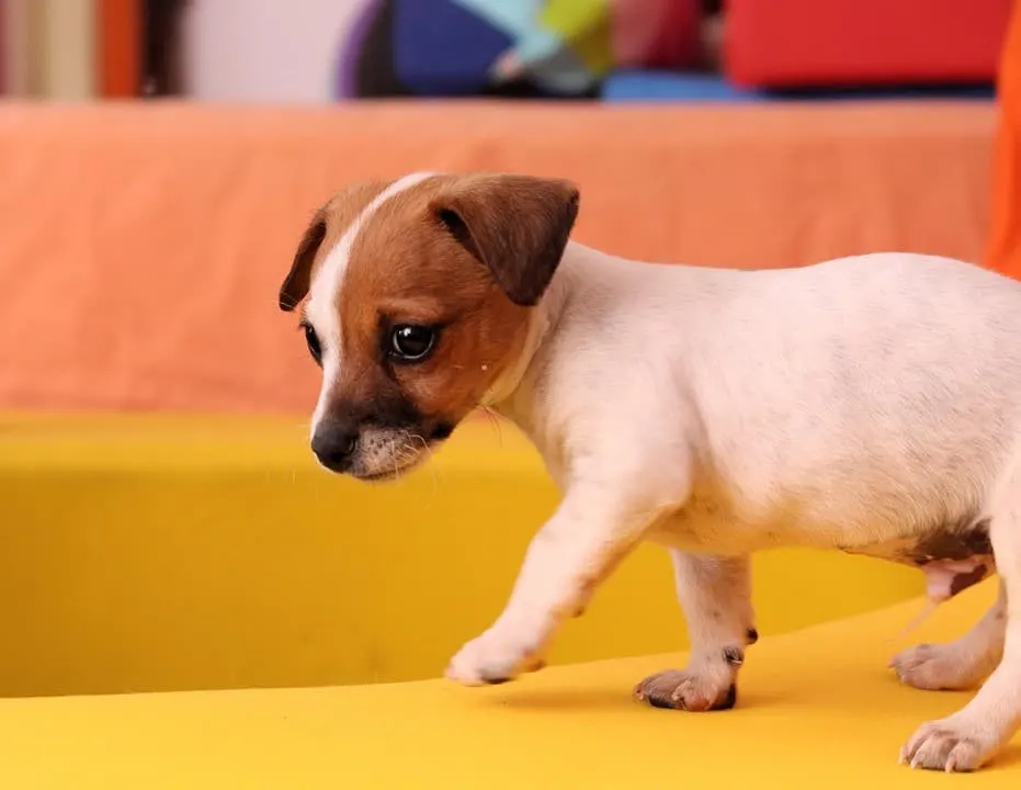 Small white and brown puppy.