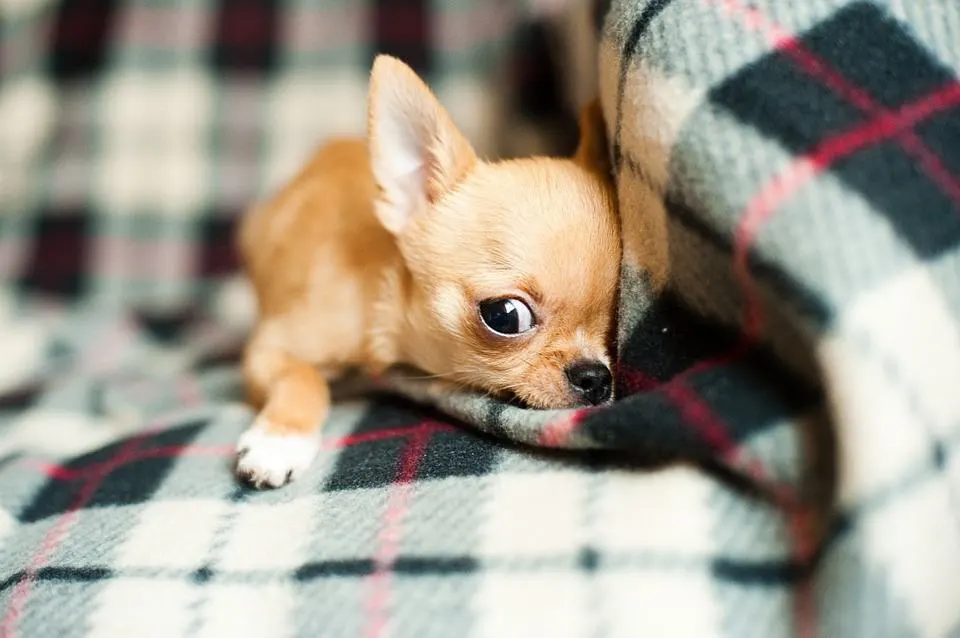 Small fawn Chihuahua laying on a green plaid blanket.