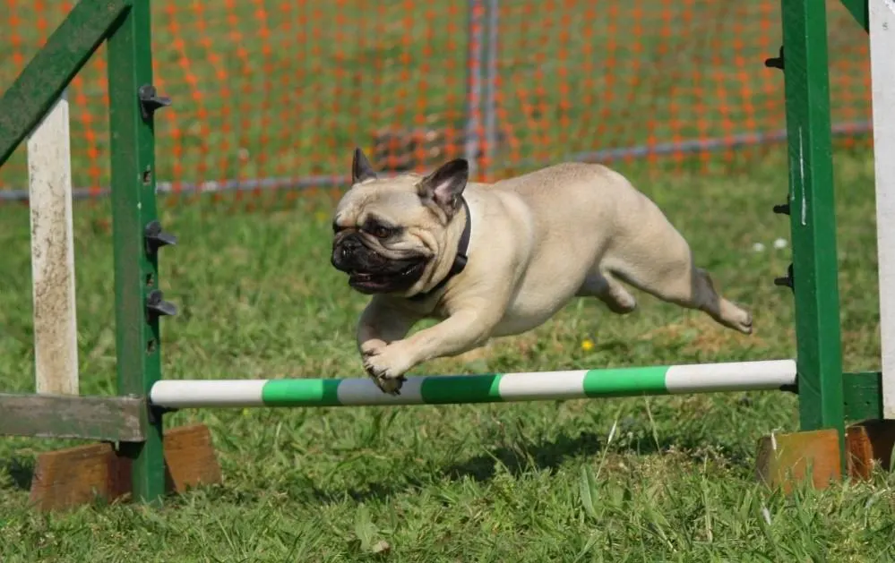 French bulldog jumping over a pole.