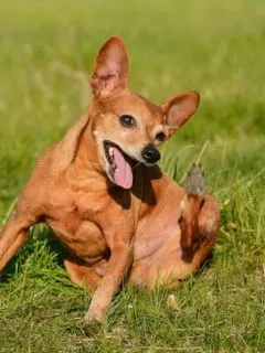 scratching Chihuahua in grass