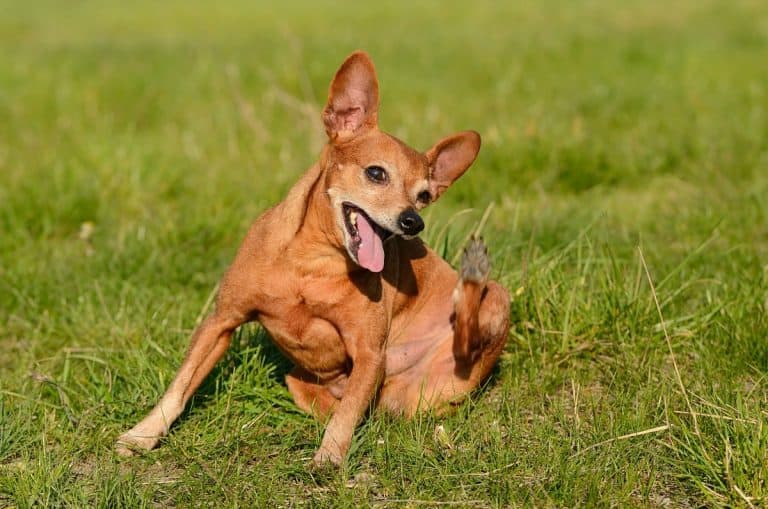 Scratching Chihuahua in grass.