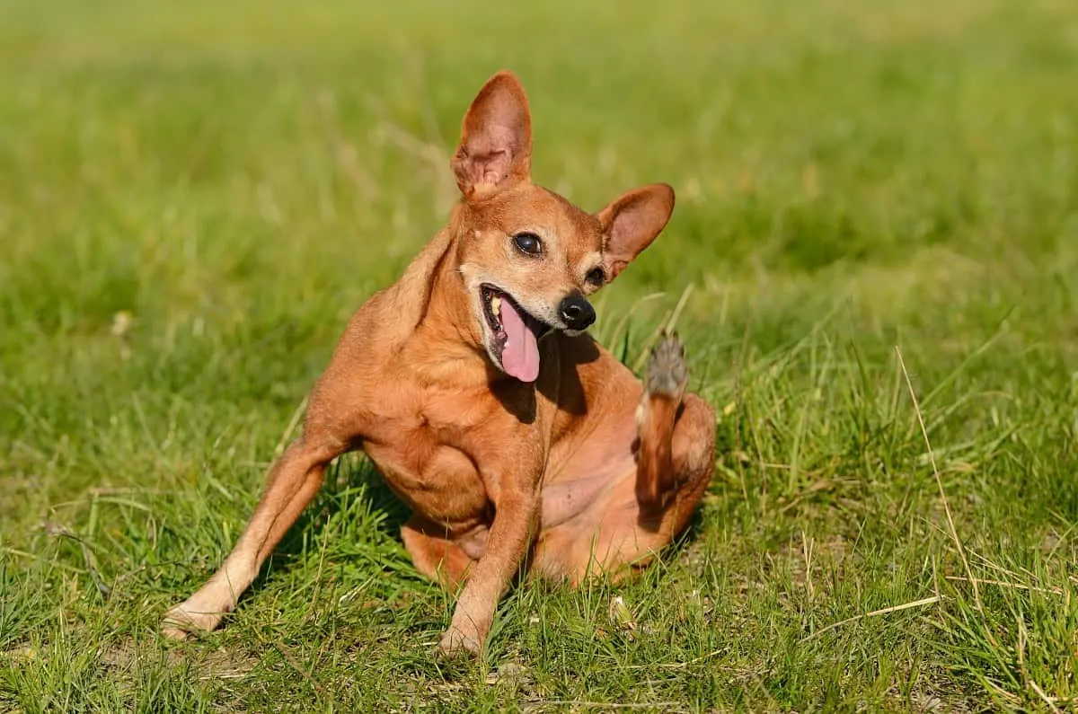 scratching Chihuahua food allergies