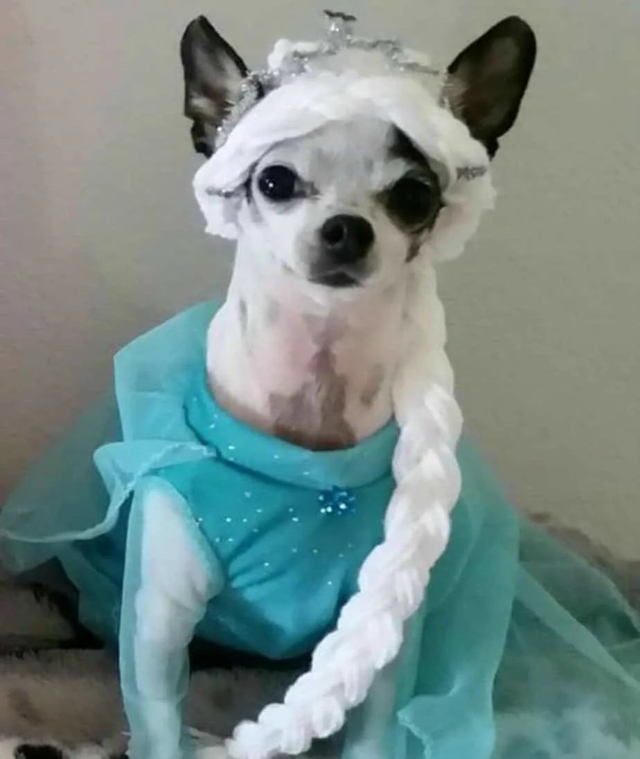 chihuahua dressed as Elsa from Frozen