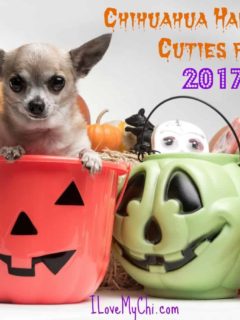 Chihuahua Halloween Cuties for 2017