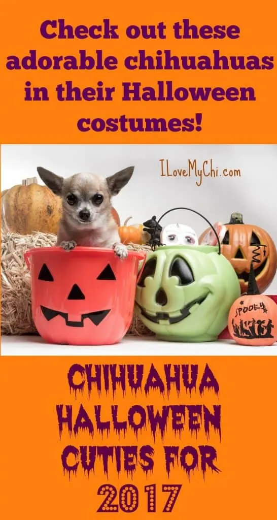 Chihuahua in Halloween bucket.