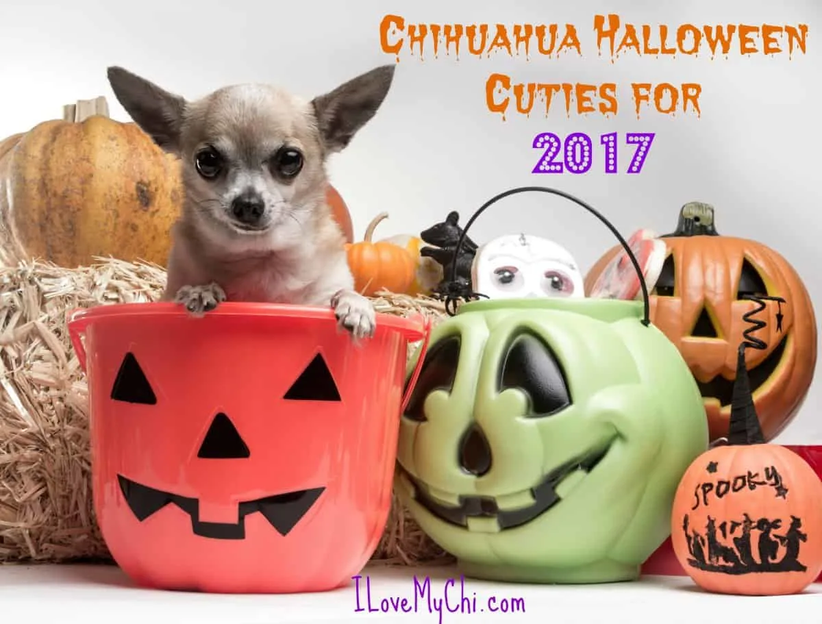 Chihuahua in Halloween bucket.