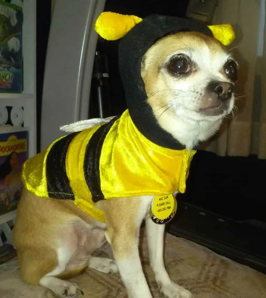 chihuahua in bee costume