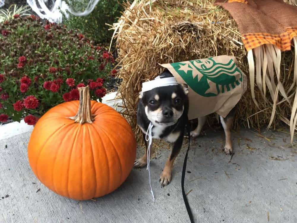 chihuahua in Halloween costume