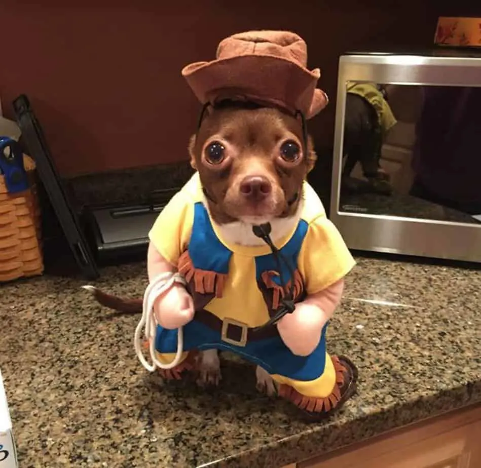 chihuahua in cowboy costume