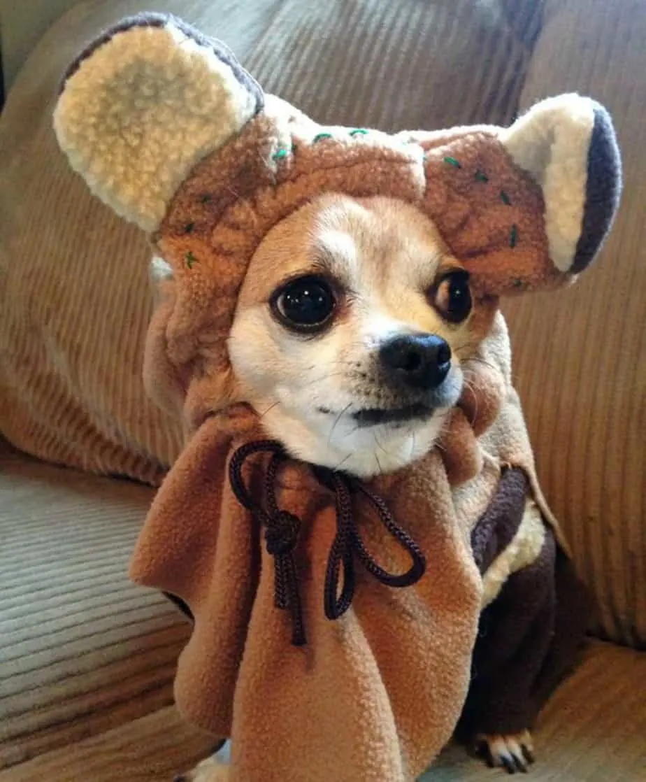 chihuahua in Halloween costume