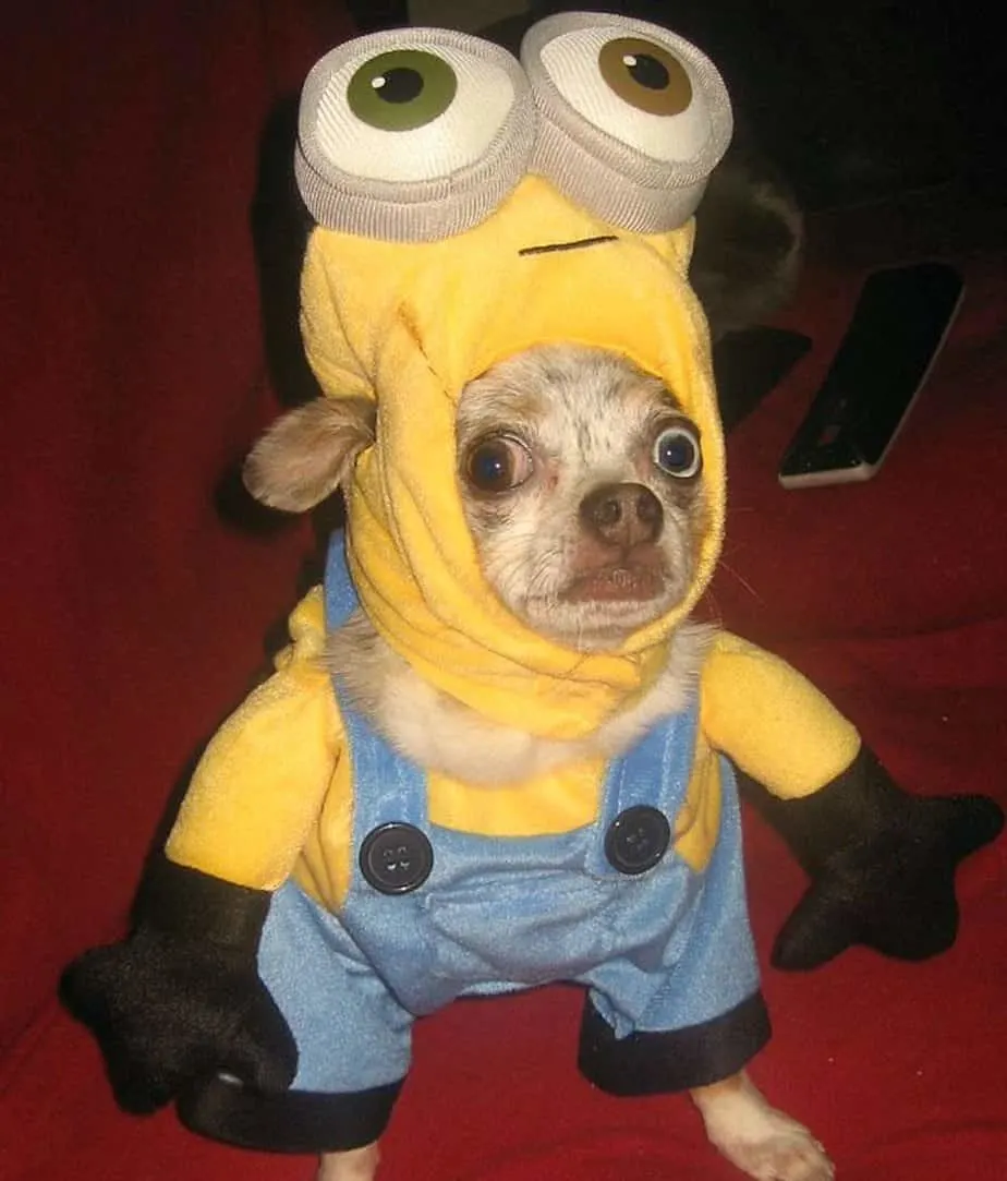 chihuahua in minion costume