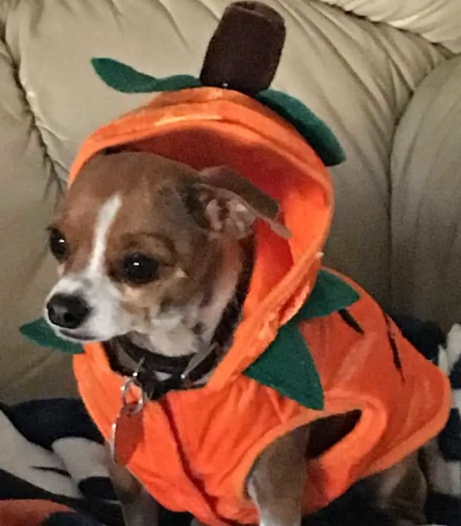 dog in pumpkin costume