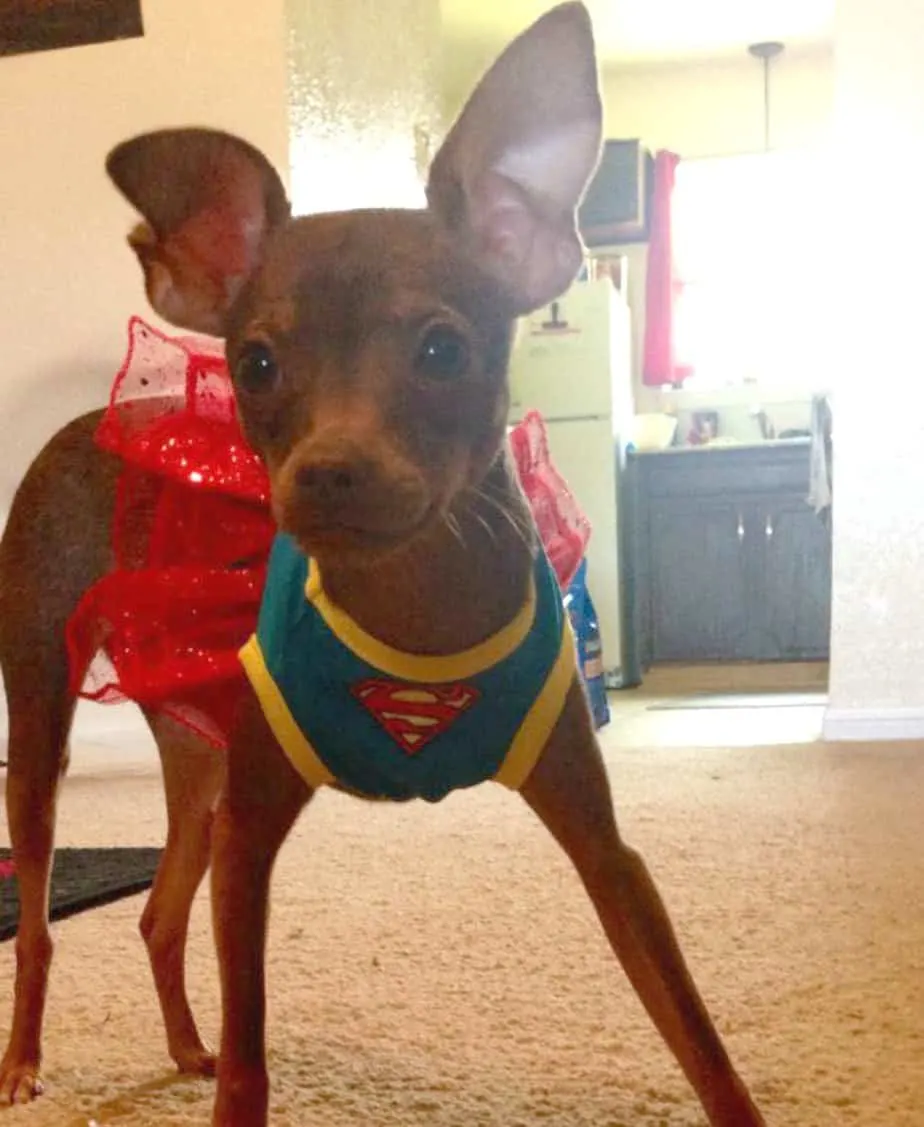 chihuahua in super girl costume