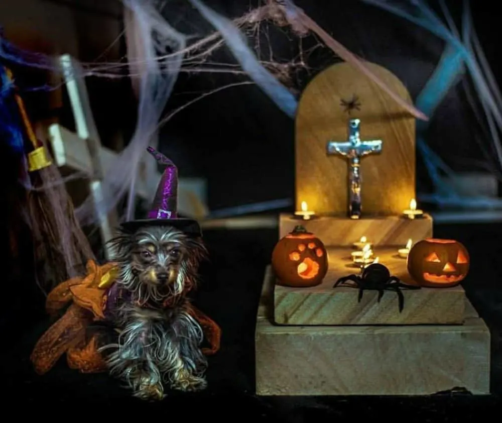 dog in witch costume