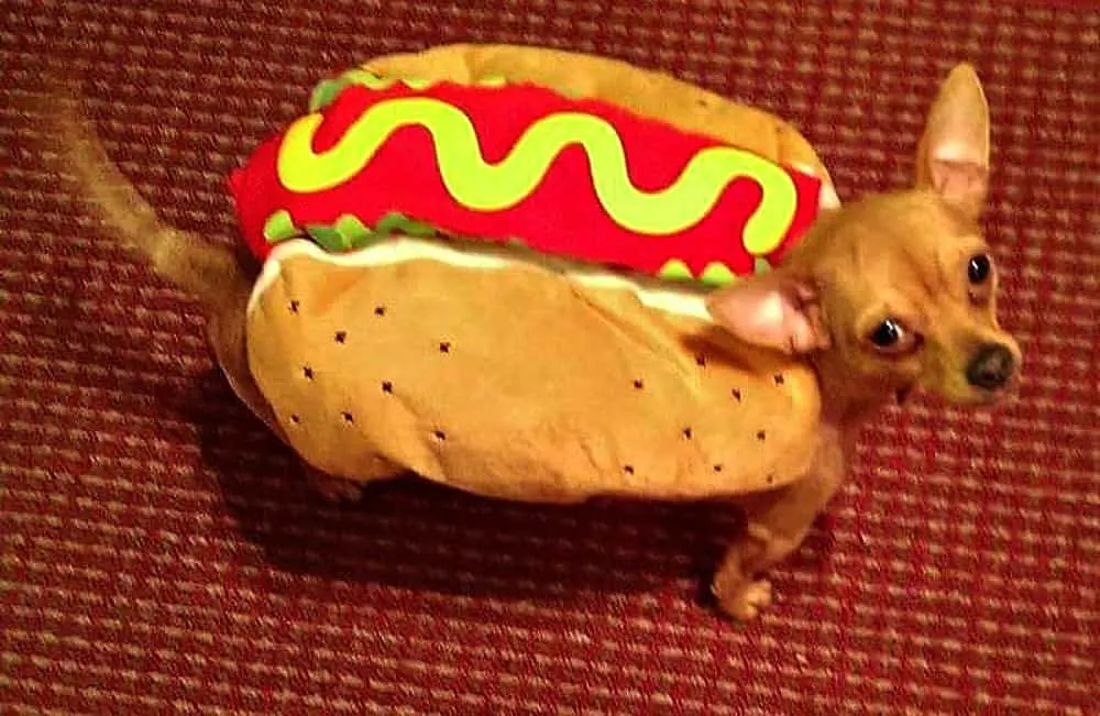 chihuahua in hotdog costume