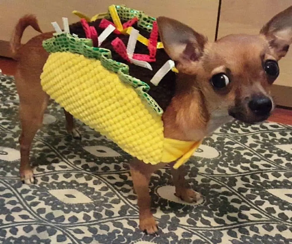 chihuahua in taco costume